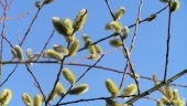 Branches1.jpg