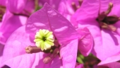 pink.jpg